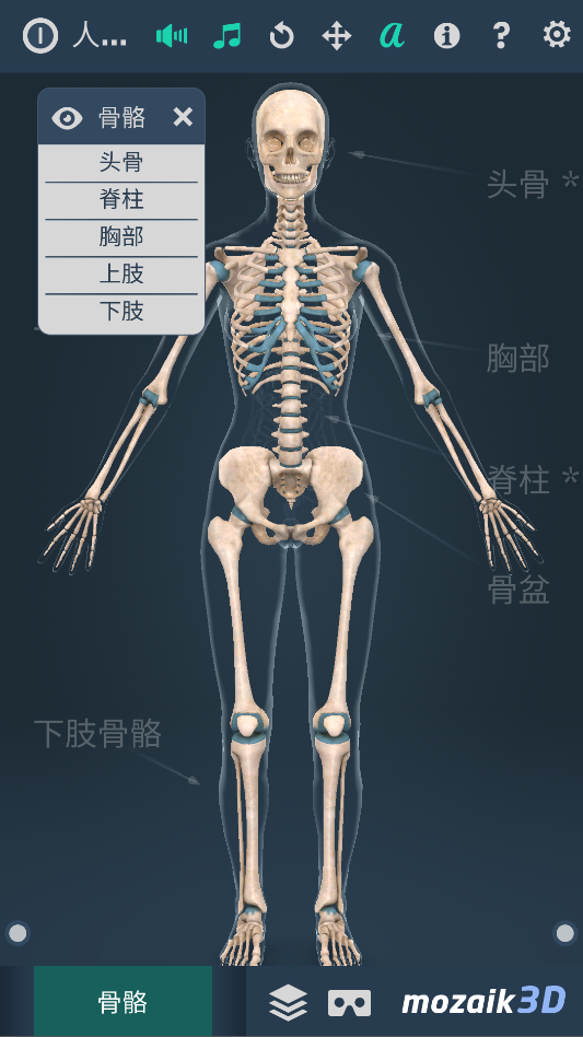 人体系统女性3D-1.0详细介绍女性全身系统～无广版 第7张插图