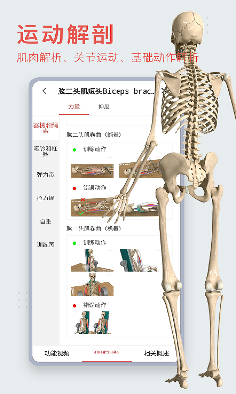 3Dbody解剖人体构造可视化!自由拆解 第12张插图 3Dbody解剖人体构造可视化!自由拆解 第12张插图